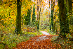 autumn,coole,november,trees,woods,lowland