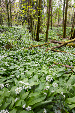 april,coole,flowers,garlic,green,lowland,spring,wood