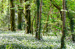 april,coole,flowers,garlic,spring,wood