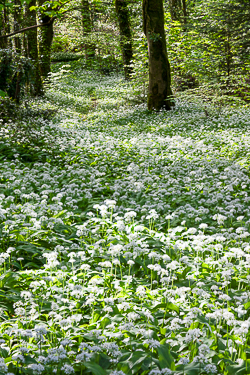 april,coole,flowers,garlic,spring,wood,portfolio