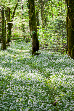 april,coole,flowers,garlic,spring,wood