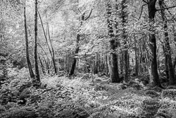 monochrome,coole,july,lowland,summer,woods