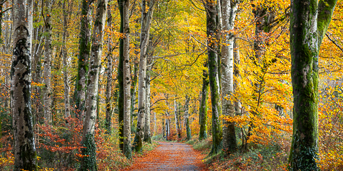 autumn,coole,november,panorama,trees,woods