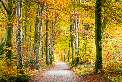 autumn,coole,gort,lowland,october,woods,portfolio