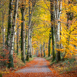 autumn,coole,lowlands,november,square,trees,woods