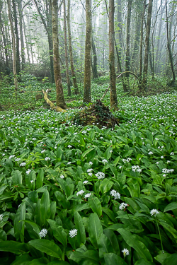 april,coole,flowers,garlic,lowland,mist,park,spring,woods,portfolio