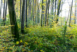 autumn,coole,november,woods,lowland