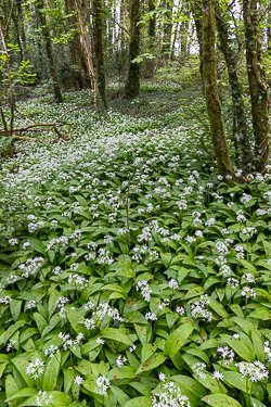 april,coole,flower,garlic,spring,portfolio,green.lowland