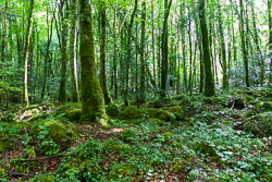 coole,july,summer,trees,woods,green,lowland