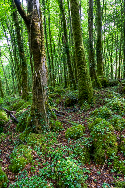 coole,july,summer,trees,woods,green,lowland