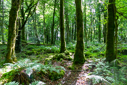 coole,july,summer,woods,green,lowland