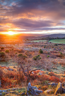 fahee,frost,golden,lone tree,march,orange,pick-hills,portfolio,sunrise,sunstar,winter