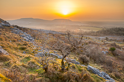 fahee,golden hour,limited,lone tree,march,mist,spring,sunrise,portfolio,hills