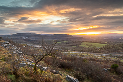 fahee,lone tree,hills,march,golden,sunrise,winter