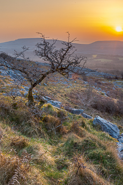 fahee,golden hour,lone tree,march,mist,spring,sunrise,hills,orange