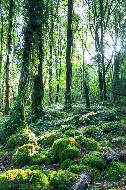 autumn,garryland,october,sunstar,woods,lowland,green