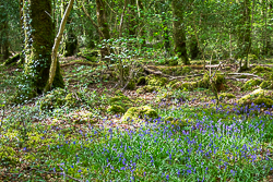 april,bluebells,flowers,garryland,spring,woods