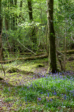 april,bluebells,flowers,garryland,spring,woods