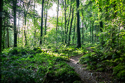 august,coole,garryland,green,lowland,path,summer,woods