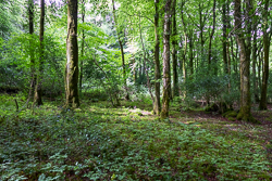 garryland,july,summer,woods,portfolio,green,lowland