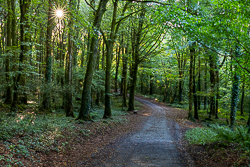 garryland,long exposure,september,summer,sunstar,woods,green,lowland