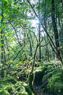 autumn,garryland,october,sunstar,woods,green,lowland