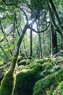 autumn,garryland,october,sunstar,woods,green,lowland