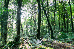 autumn,garryland,october,sunstar,woods,green,lowland