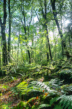 autumn,garryland,october,sunstar,woods,portfolio,green,lowland