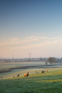 animal,frost,golden,gort,lowlands,rural,sheep,sunrise