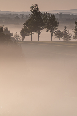 Trees emerging through warm sunrise mist across lowland fields near Gort, County Galway