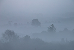 Scattered trees standing among layered sunrise mist in the lowlands near Gort, County Galway