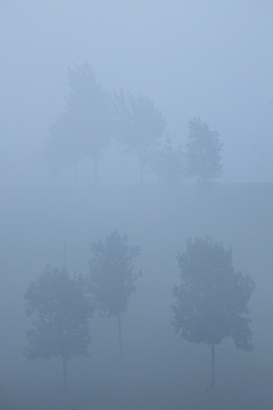 Tall trees fading into dense blue sunrise fog in the lowlands near Gort, County Galway