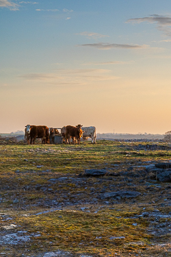 animals,cow,golden hour,gort,march,rural,spring,sunrise,lowland