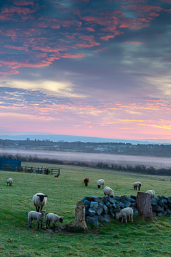 animals,gort,march,pink,rural,sheep,spring,sunrise,lowland