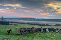 animals,gort,march,pink,rural,sheep,spring,sunrise,lowland