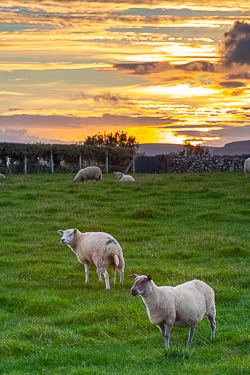 animals,autumn,gort,rural,september,sheep,lowland,kilmacduagh,golden