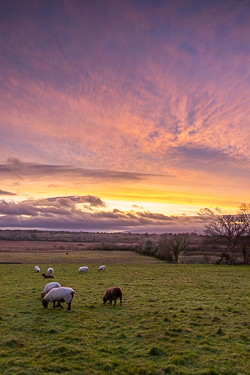 autumn,december,gort,pink,rural,sheep,sunrise,lowland,animals