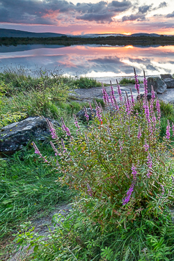 flowers,july,lough bunny,reflections,summer,sunset,lowland