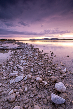 dusk,june,lough bunny,mauve,spring,lowland,magenta