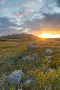 Portrait view of a golden summer sunrise over grasses and limestone rocks below Mullaghmore