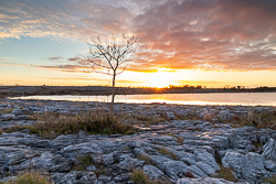 autumn,december,lone tree,mullaghmore,sunrise,sunstar,park,golden