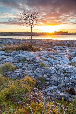autumn,december,lone tree,mullaghmore,sunrise,sunstar,golden,park