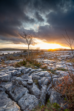 december,lone tree,mullaghmore,sunset,winter,portfolio,park