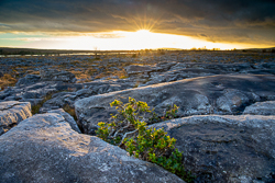 january,mullaghmore,sapling,sunset,winter,park