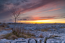 dusk,february,lone tree,mullaghmore,red,winter,park,lowland