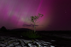 aurora,lone tree,long exposure,may,mullaghmore,night,park,pilars,purple,spring,astro