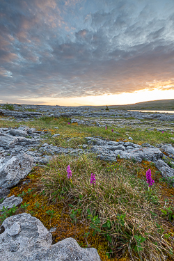 flowers,golden,mullaghmore,orchids,park,sunset