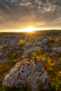 flower,golden,may,mullaghmore,park,spring,sunset,sunstar