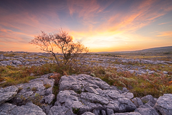 lone tree,mullaghmore,orange,park,september,summer,sunset